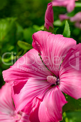 Lavatera trimestris flower garden