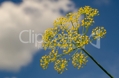 Dill blooms on sky background