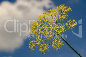 Dill blooms on sky background