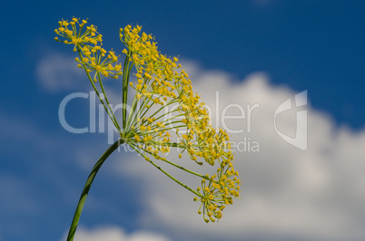 Dill blooms on sky background