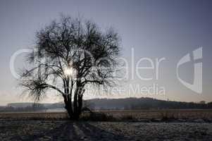 Baum im Gegenlicht