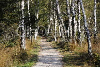 Weg im Kendlmühlfilz