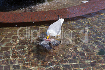 Seagull feeding from a dead pigeon