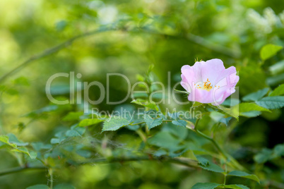 Close up of a dog rose (Rosa Canina) with green leaves on a blurry background