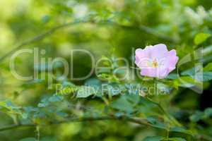 Close up of a dog rose (Rosa Canina) with green leaves on a blurry background