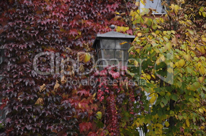 Laterne mit herbstlichem Weinlaub