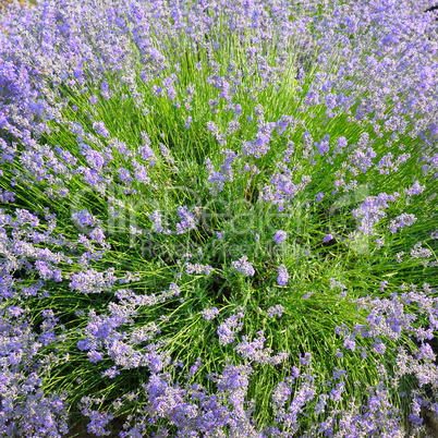 bush of blossoming lavender in the summer field