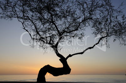 Baum bei Sonnenaufgang