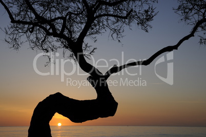 Baum bei Sonnenaufgang