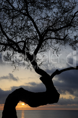 Baum bei Sonnenaufgang