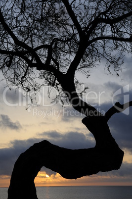 Baum bei Sonnenaufgang