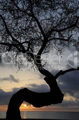 Baum bei Sonnenaufgang