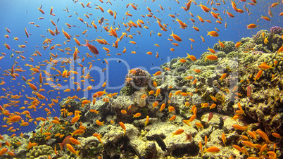 Tropical Fish on Vibrant Coral Reef