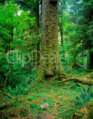 Forest with fern