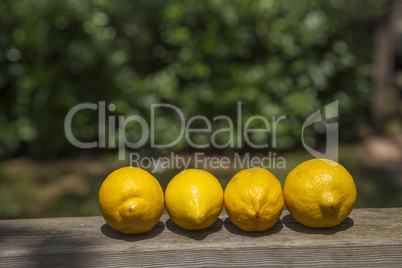 Lemons line over a wood  terracce in a sunny day