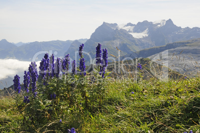 Blauer Eisenhut auf dem Druesberg mit Glärnisch