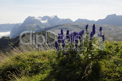 Blauer Eisenhut auf dem Druesberg mit Glärnisch