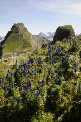 Blauer Eisenhut am Forstberg