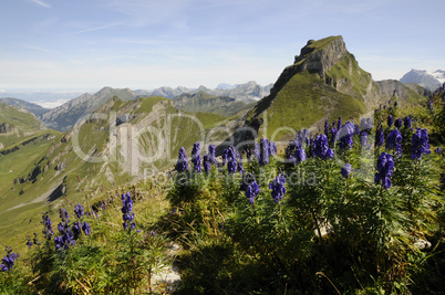 Blauer Eisenhut am Forstberg