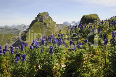 Blauer Eisenhut am Forstberg