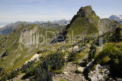 Blauer Eisenhut am Forstberg