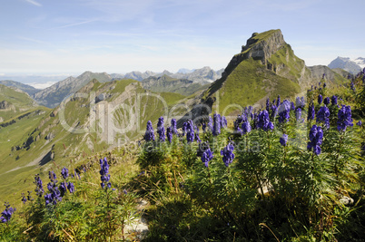 Blauer Eisenhut am Forstberg