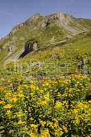 Alpen-Kreuzkraut