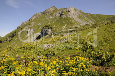 Alpen-Kreuzkraut