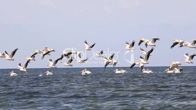 Pink pelicans flying