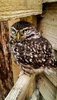 Samll Brown Owl