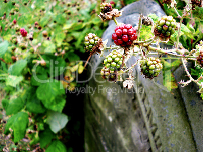 Berries on a Headstone