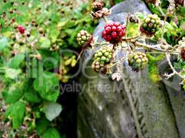 Berries on a Headstone