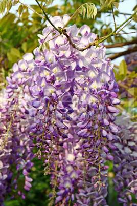 Flower of wisteria