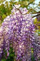 Flower of wisteria