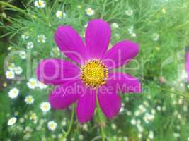 Purple flower and chamomile