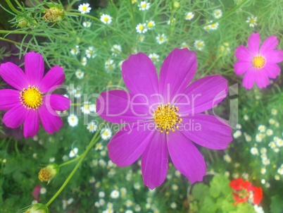 Cute purple flowers