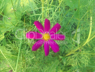 Purple flower