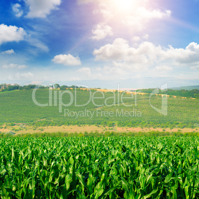 green corn field and blue sky