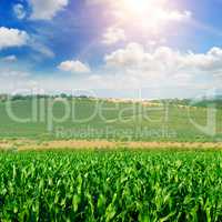 green corn field and blue sky