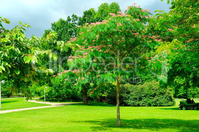 park, green meadow and blue sky