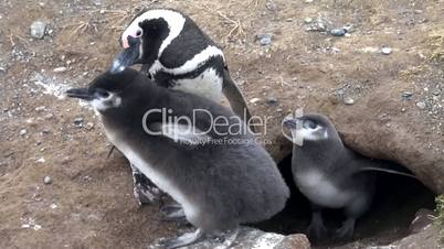 Magellan Pinguine - Magellanic Penguins