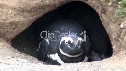 Magellan Pinguine - Magellanic Penguins