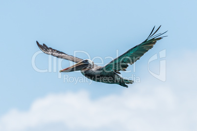 Brown pelican with wings raised above clouds