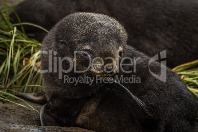 Antarctic fur seal pup with flipper raised