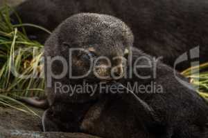 Antarctic fur seal pup with flipper raised