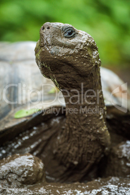 Close-up of muddy Galapagos giant tortoise head