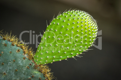 New leaf on cactus against dark background