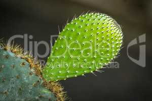 New leaf on cactus against dark background