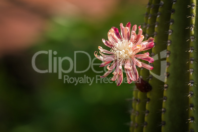 Pink and red flower on green cactus