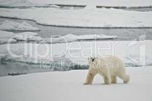 Polar bear crossing ice floe in Arctic